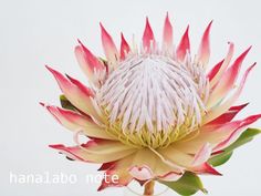 a pink and white flower with green leaves in a glass vase on a table top