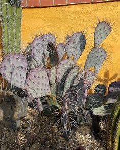 a group of cactus plants in front of a yellow wall