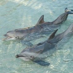 three dolphins swimming in the water together