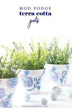 three blue and white pots with plants in them