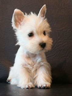 a small white dog sitting on top of a black floor next to a brown wall