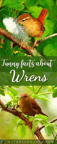 two birds sitting on top of a tree branch with the words funny fact about wrens