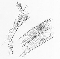 a pencil drawing of a piece of wood with an eyeball in the center and another piece of tree bark behind it