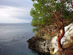 a tree growing out of the side of a cliff next to the ocean on a cloudy day