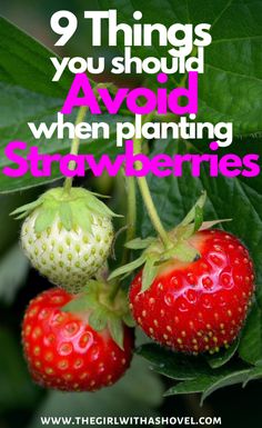 two strawberries growing on a plant with the words 9 things you should avoid when planting strawberries