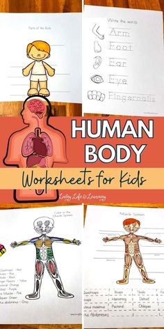 Try these cool human body worksheets for kids. These science worksheets will introduce the human body organs and their functions to your kids in an engaging and fun way. You'll love these human body activities for each of the human body systems that your kids can enjoy. Human Body Worksheets For Kids, Body Worksheets For Kids, Organs And Their Functions, Human Body Homeschool, Digestive System For Kids, Human Body Printables, Human Body Unit Study, Human Body Worksheets, Muscle System