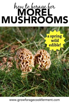 two mushrooms in the grass with text overlay saying how to charge for more mushrooms