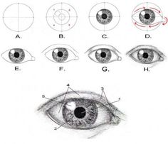 an eye diagram with different types of eyes and their corresponding parts, including the iris