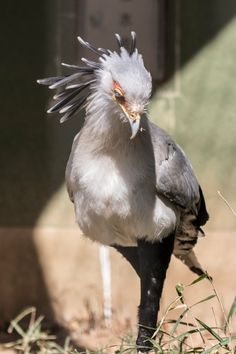 a bird with feathers on it's head standing in the dirt next to grass