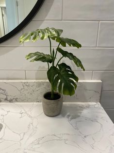 a potted plant sitting on top of a white counter next to a mirror in a bathroom