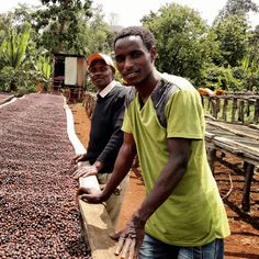 two men standing next to each other in front of a pile of coffee beans on a conveyor belt