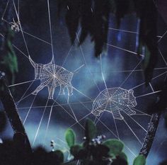 two spider webs in the middle of some plants