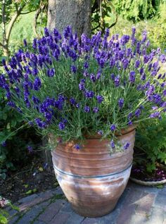 purple flowers are growing in a large pot