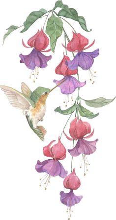 a watercolor painting of a hummingbird and flowers