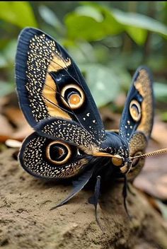 two blue and gold butterflies sitting on top of a rock in the woods with leaves around them