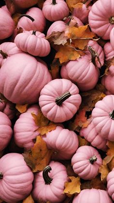 small pink pumpkins with leaves on the ground