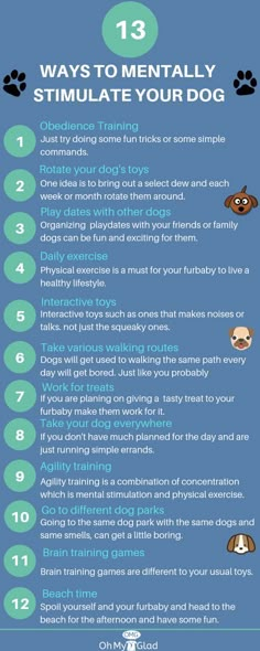 the top ten ways to mentally simulate your dog's health and safety