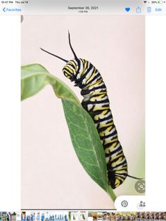 a black and yellow caterpillar on a green leaf