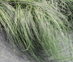 Sedge New Zealand Hair Amazon Mist Seeds Carex Comans Seeds