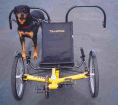 a dog sitting on the back of a tricycle