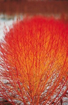 an orange tree with red leaves in the snow