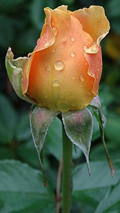 a yellow rose with drops of water on it