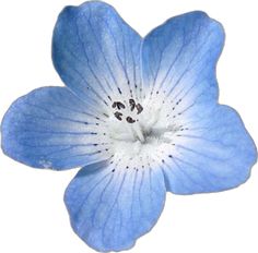 a blue flower with white stamens on it