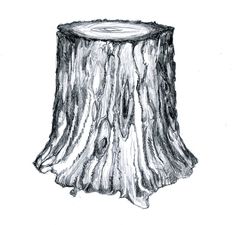 a pencil drawing of a tree stump