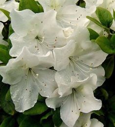 white flowers with green leaves and water droplets on them