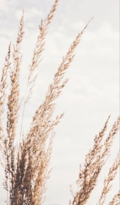 the tall grass is blowing in the wind