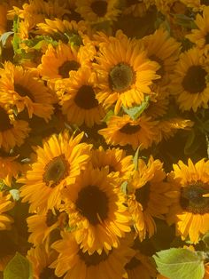 many yellow sunflowers with green leaves in the foreground