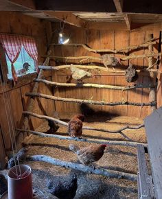 several chickens are standing in their coop on top of hay and wood planked walls