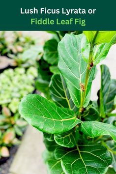 a close up of a leaf on a plant with the words lush ficus lyrata or fiddle leaf fig