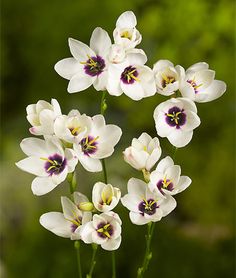 white and purple flowers are in a vase