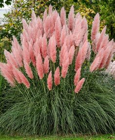 Pink Pampas Grass Pink Pampas, Pink Pampas Grass, Perennial Grasses, Grass Flower, Grasses Landscaping, Garden Yard Ideas, Pampas Grass