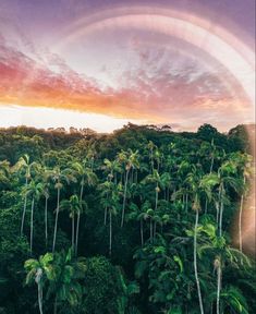 an aerial view of palm trees with a rainbow in the sky over them and pink clouds