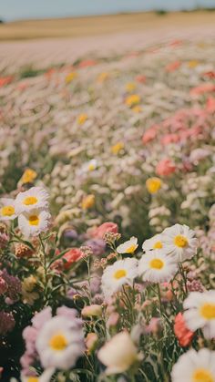 a field full of white and yellow flowers