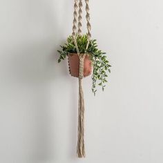 a plant hanging from a rope on the wall