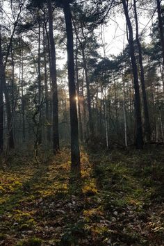 the sun is shining through the trees in the woods