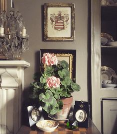 a potted plant sitting on top of a table next to pictures and other items