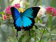 a blue and black butterfly sitting on some pink flowers