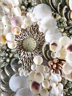 an arrangement of seashells and shells in various shapes, sizes, and colors