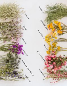 a bunch of dried flowers laid out on white with names Yarrow Flower Bouquet, Billy Ball Arrangements, Dried Yarrow Bouquet, Wild Flower Types, Limonium Flower Bouquet, Dried Wild Flower Bouquet, Dried Flower Names, Fireweed Bouquet, Statice Flower Aesthetic