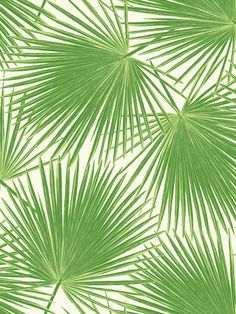 green palm leaves on white background