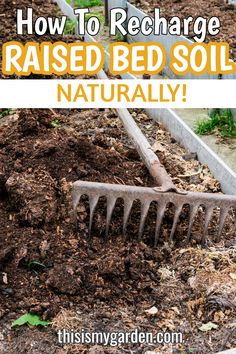 how to recharge raised bed soil naturally with a garden rake in the dirt