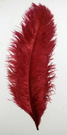 a red feather on a white background