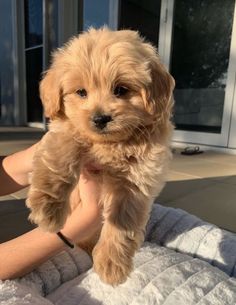 a small brown dog standing on top of a bed