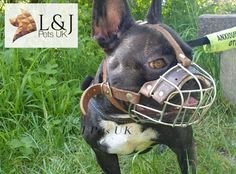 a dog wearing a leather muzzle on it's head