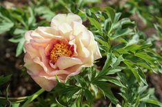 a pink and white flower with green leaves