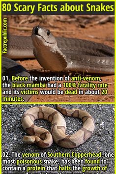 the snake is on the ground with its mouth open